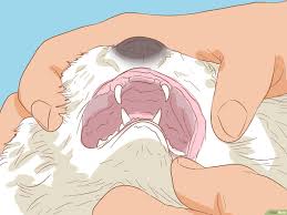 mouth ulcers in cats