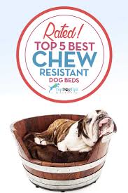 The best dog beds for chewers might be labelled as chew proof, chew resistant, durable, tough, or even indestructible. 6 Most Chew Resistant Dog Beds 2020 Kuranda Vs K9 Ballistics Vs Other
