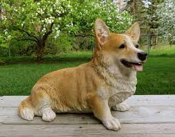 Corgi Dog Figurine Sitting Resin Lawn