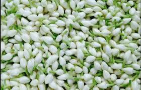 bag white jasmine flowers at best