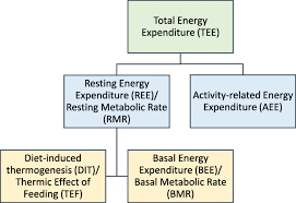 Energy Expenditure And Indirect