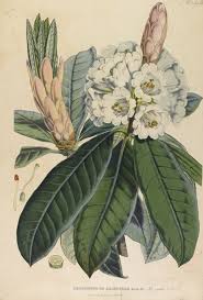 It borders the tibet autonomous region of china in the north and northeast, bhutan in the east, nepal in the west. The Rhododendrons Of Sikkim Himalaya Biodiversity Heritage Library