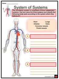 Circulatory System Facts Worksheets Cycle Heartbeat For Kids
