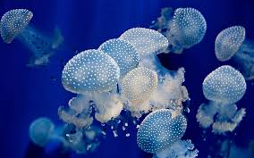 jellyfish wallpapers 69 images