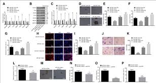 Panc 1 Cell Stemness Is Regulated By Mir 384 Thought