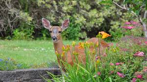 7 Deer Resistant Plants To Keep Them