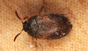 carpet beetles identification guide