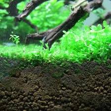 affordable carpet moss