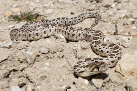This snake is often mistaken for the prairie rattlesnake but can be easily distinguished from a rattlesnake gopher snake pituophis catenifer. Pacific Gopher Snake Wikipedia