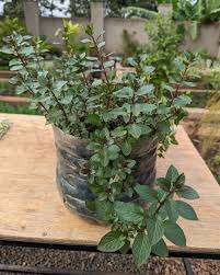 Mint Varieties To Grow In Garden