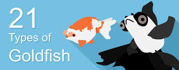 21 Different Types Of Goldfish Breeds And How To Recognize