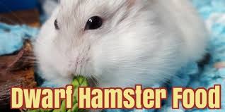 The Best Dwarf Hamster Food Treats What Do Dwarf