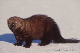 sounds and noises fisher cat