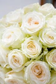 my white roses are turning pink ehow