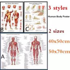 Human Anatomy Muscles System Art Poster Print Body Map Canvas Wall Pictures For Medical Education Home Decor