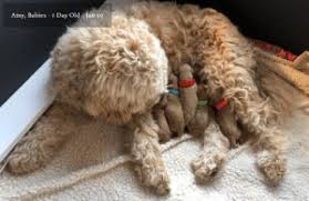 The mini goldendoodle is a special breed derived from poodles mixed with golden. Top 5 Goldendoodle Breeders In Florida 2021 We Love Doodles