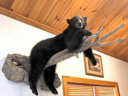 Bear Taxidermy Black Bear Mount