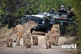 south africa safari tours guided tours