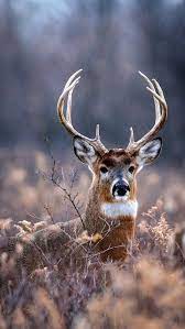 deer nature wildlife hd