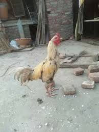 Products & services · contact us · sitemap · download brochure. A Hen Hens Aseel For Sale In Meharpura Olx Com Pk