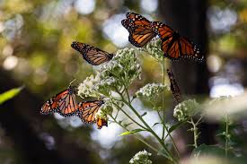 monarch erfly habitat