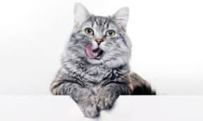 cat bleeding from mouth causes and