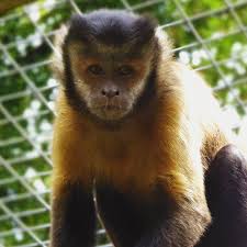 Check spelling or type a new query. Adopt A Monkey Wild Futures
