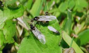 Resultado de imagen para imagenes de hormigas voladoras