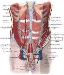 Male human anatomy diagram gallery diagram male human body anatomy and physiology. Anatomy Of The Lower Urinary Tract And Male Genitalia Abdominal Key