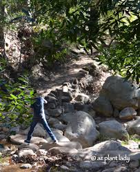 santa barbara botanic garden archives