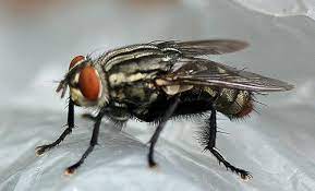 How To Get Rid Of Flesh Flies And Keep