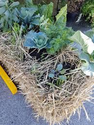 what is straw bale gardening