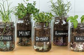 herb garden with old glass jars