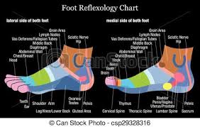 Foot Reflexology Profile Side View