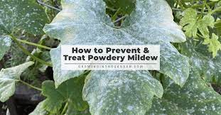 how to prevent and treat powdery mildew