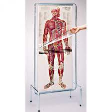 Get resources on the anatomical structure of the heart quickly and easily with screens and recordings. Thin Man Life Size Anatomy Chart Dg700 Full Body Anatomical Poster