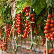 grow tomatoes in hanging baskets