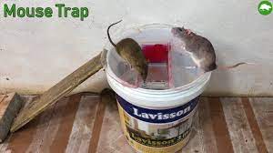 Learning to make non stop spur rat trap / mouse trap diy. Diy Rat Trap Easy Pvc Water Pipe Mouse Trap Facebook