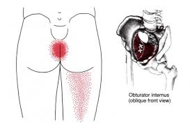 pelvic floor the trigger point