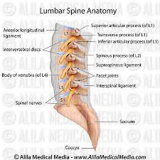 3d diagram of human body. Human Spine Labeled Lumbar Spine Labeled Diagram Anatomy Of Human Lumbar Spine Showing Spine Labels Spinal Cord Anatomy Human Spine