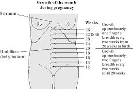 Uterus Size Babycenter