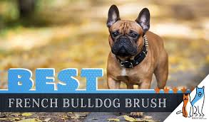 7 Best Brushes For French Bulldog W Tips For Proper Brushing