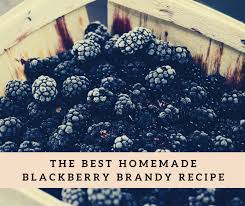 best homemade blackberry brandy recipe