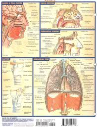 Respiratory System Quickstudy Chart