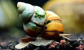 anese trapdoor snails care size