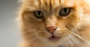 Almost files can be used for commercial. 6 Fun Facts About Orange Tabby Cats Meowingtons