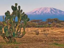 ano tours madagascar african safari