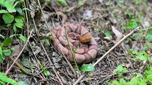 copperhead in the blue hills you