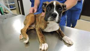 Breeding to american kennel standards. Boxer Puppy Dies After Man Stomped On Its Legs And Hips Wylie Police Say