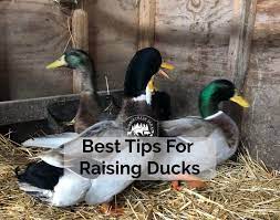 raising ducks 9 best tips for keeping